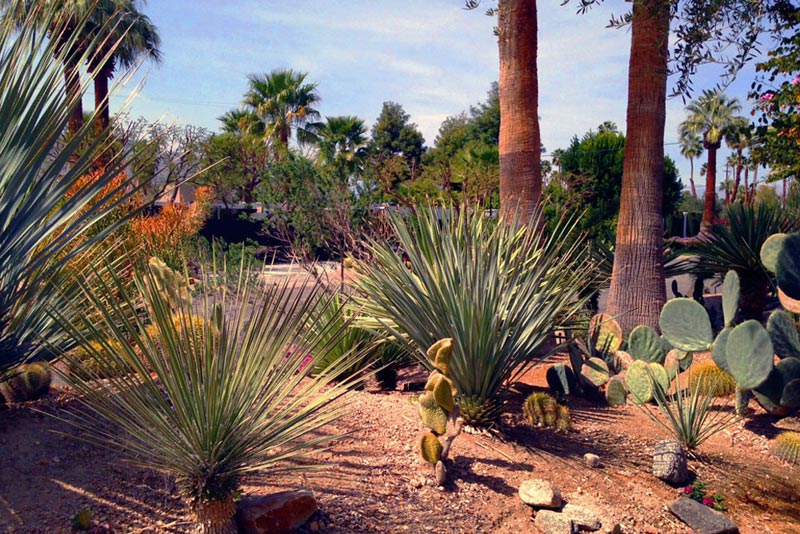 Desert Landscaping: How To Create Fantastic Desert Garden ...